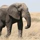 Illustration for article titled Sorry, but elephants really want nothing to do with us